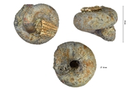 Turrilitoides hurgardianus